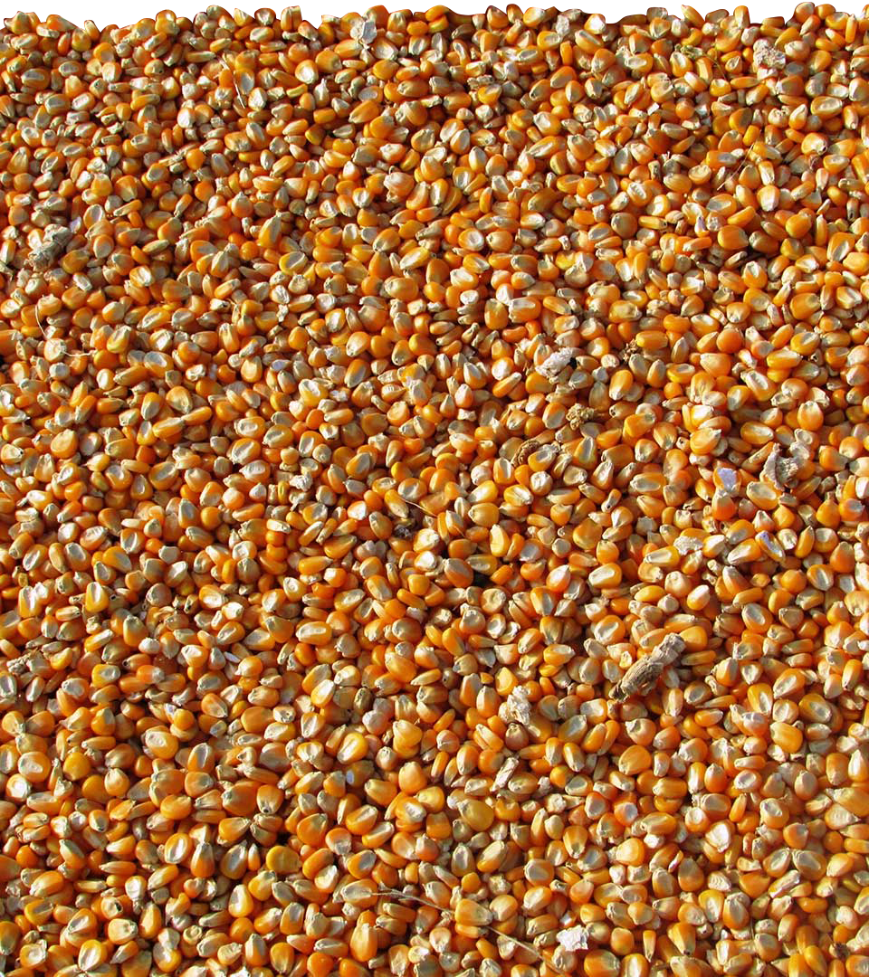 Corn Feed